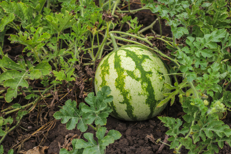 la-sandia-y-el-melon-dos-de-los-productos-mas-afectados-por-las-inclemencias-meteorologicas
